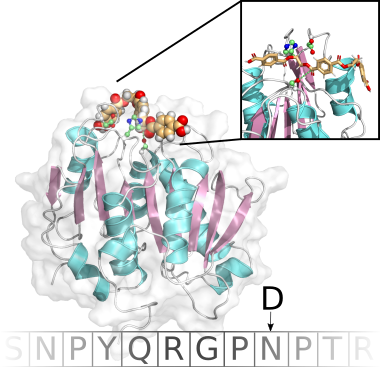 Computational enzyme design of a PETase