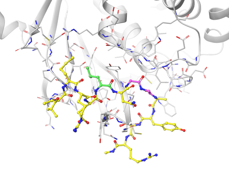 computer aided drug design with substrate in the active site